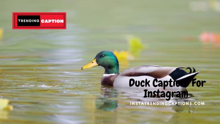 Top 215 Duck Captions For Instagram And Quotes in 2023