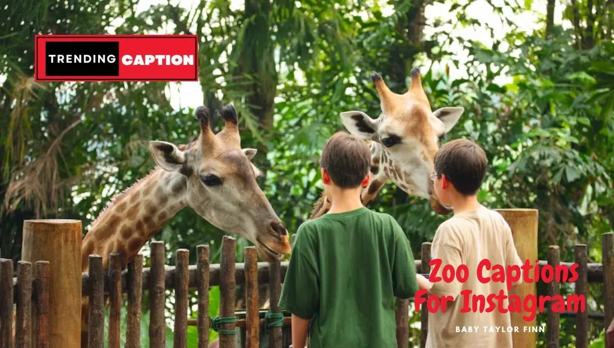210+ Best Zoo Captions For Instagram In 2023